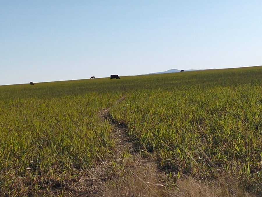 Commercial Property for Sale in Thaba Nchu Free State